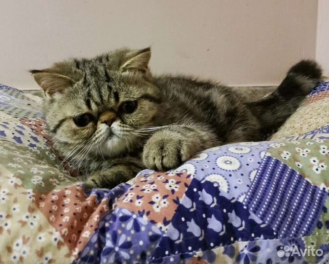 Экзотическая короткошерстная