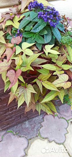 Ипомея батат - шикарный ампельный многолетник