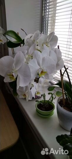 Орхидеи продажа, цена договорная