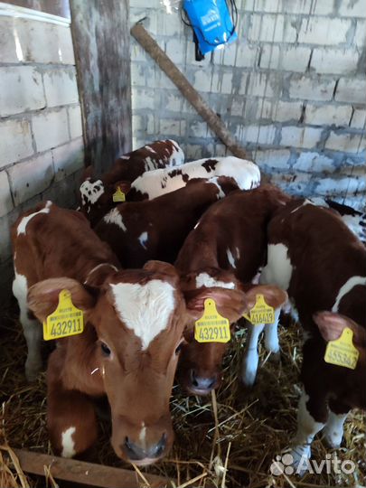 Бычки симменталы