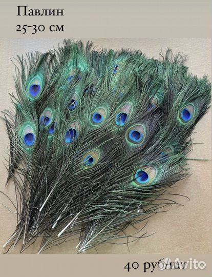 Перья павлина для творчества (разные)