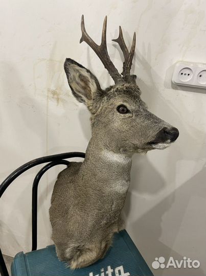 Чучело косули