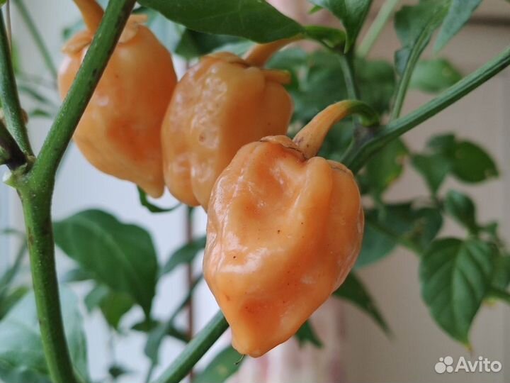 Семена перца супер острый Блидинг Джигсо-5семян