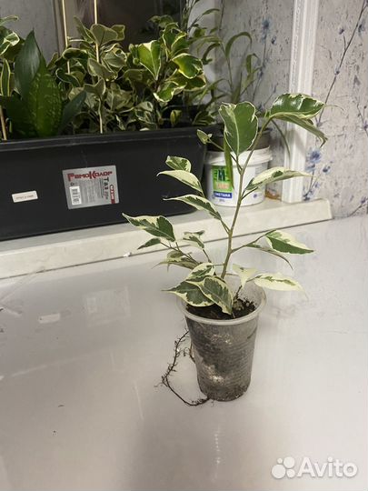 Фикус твилайт