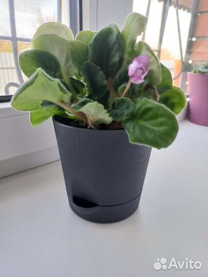 Фиалка цветок