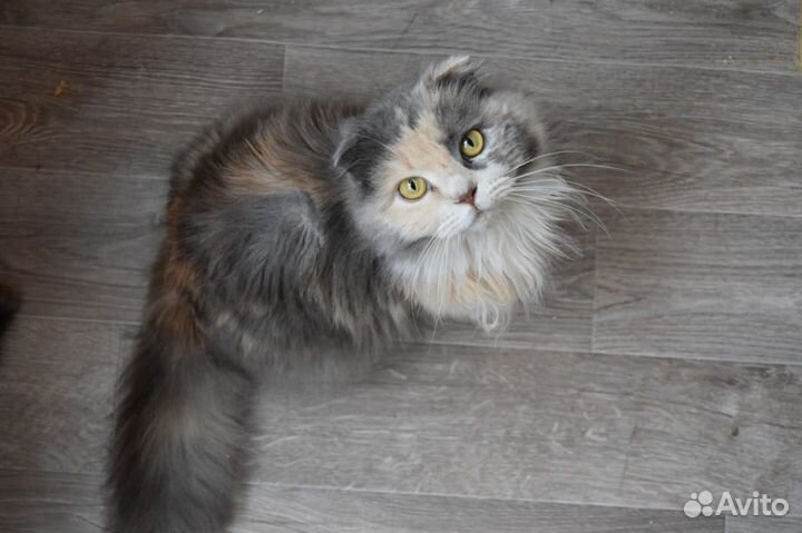 Шикарная киса ищет дом