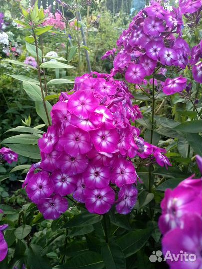 Папоротник,флоксы,жёлтая малина, красивый колеус