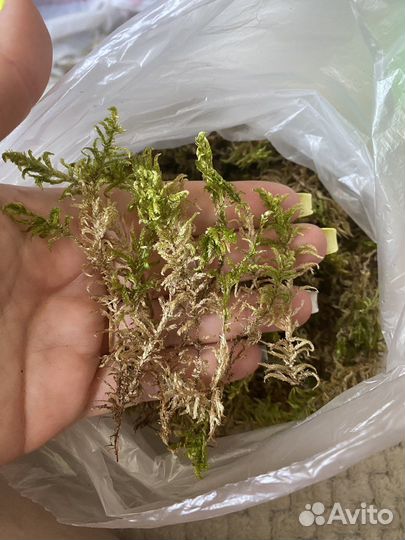 Мох лесной живой, 1л