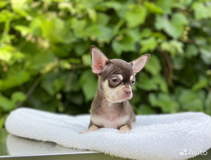 Щенки чихуахуа девочка шоколад с подпал