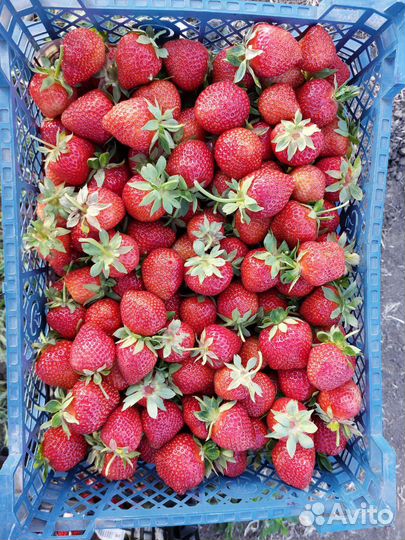 Рассада клубники зелёнка и фриго