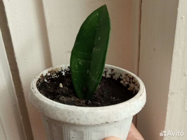 Растения для дачи и дома