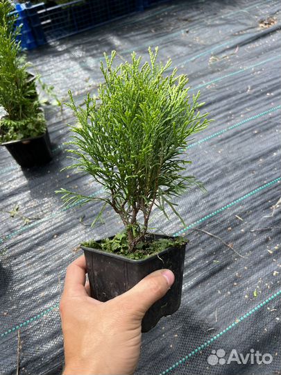 Черенки Туя Смарагд P9