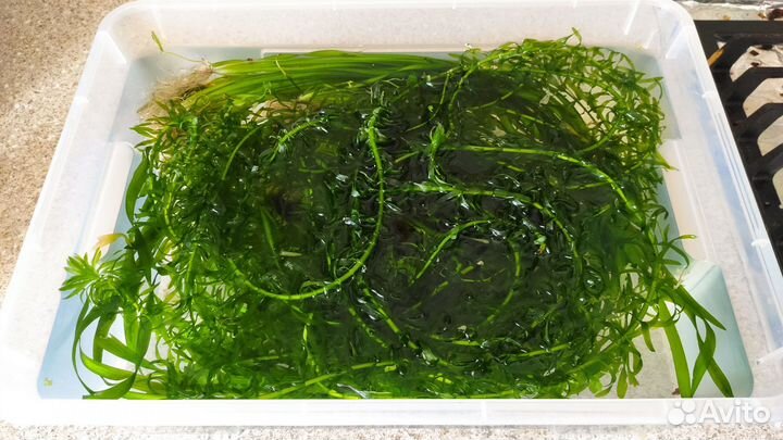 Аквариумное растение