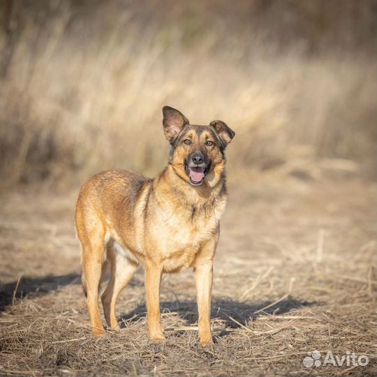 Собака в добрые руки,Щербет