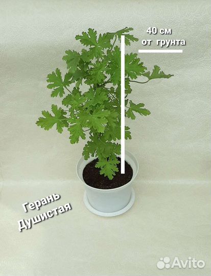 Герань душистая