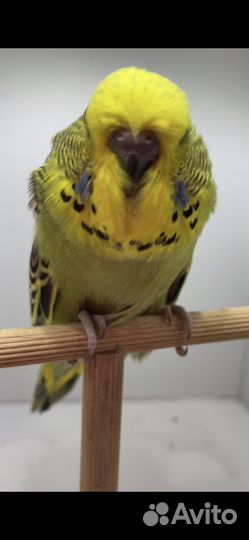 Выставочные волнистые попугаи (чехи)