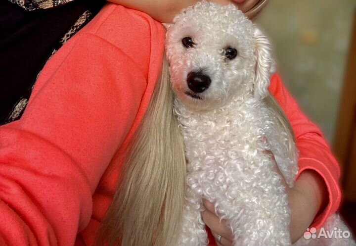 Собака бишон фризе