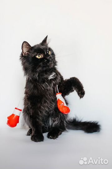 Кошки в аренду на съемки Большой выбор