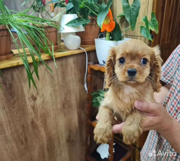 Кавалер кинг Чарльз спаниель