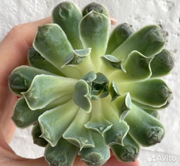 Эхеверия Heart Choice, Suyon