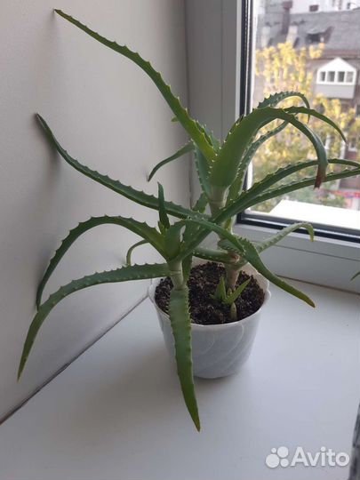 Декабрист,Алоэ древовидное, толстянка, хавортия