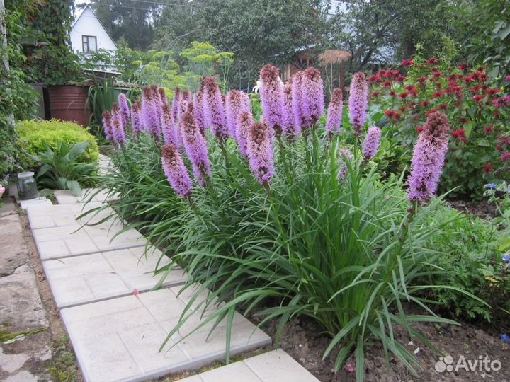 Лиатрис колосковый