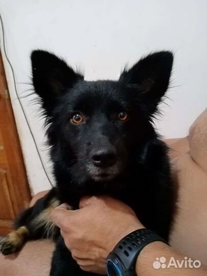 Собака маленькая Муха 27 см, 1год