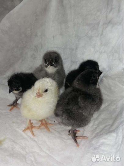 Цыплята суточные, утята мускусной утки - индоутки