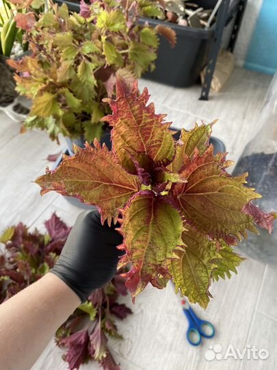 Черенки Колеуса Хенна