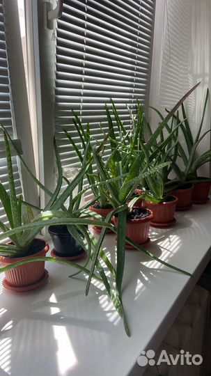 Алоэ вера лечебный