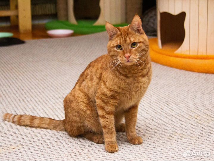 Милый рыжий котик Степашка
