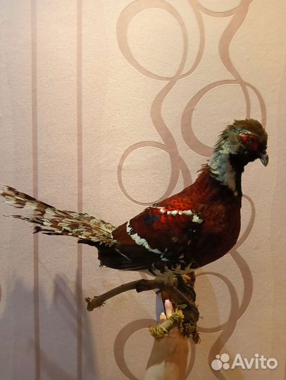 Чучело фазана