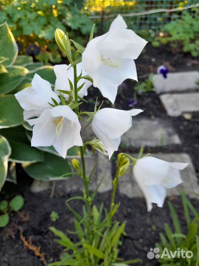 Колокольчик белый