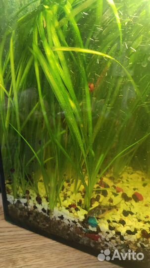 Аквариумные растения