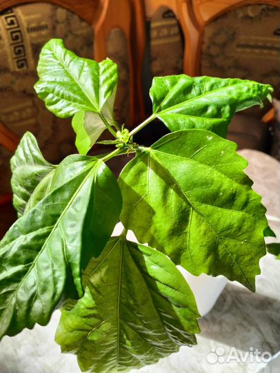 Гибискус китайская роза