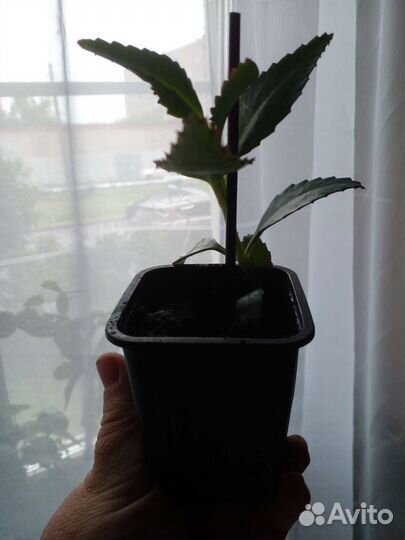 Каланхоэ дегремона