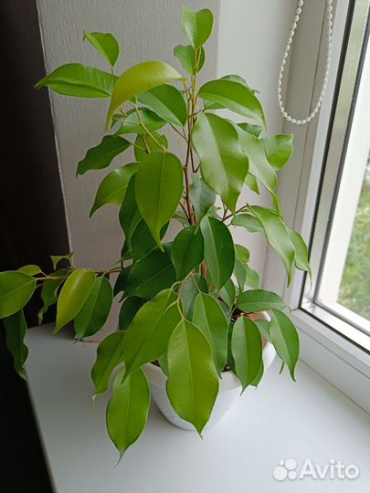 Фикус бенджамина Эстер
