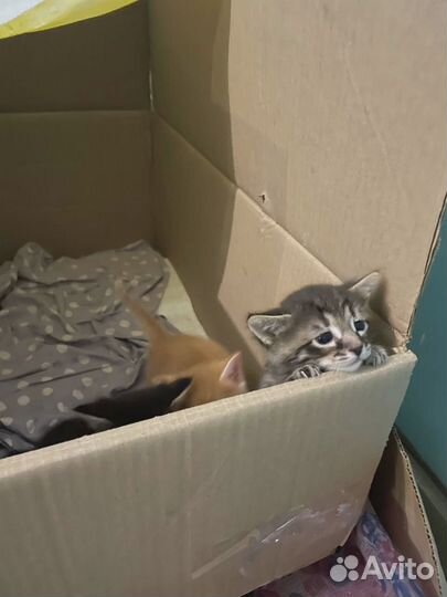 Котята бесплатно