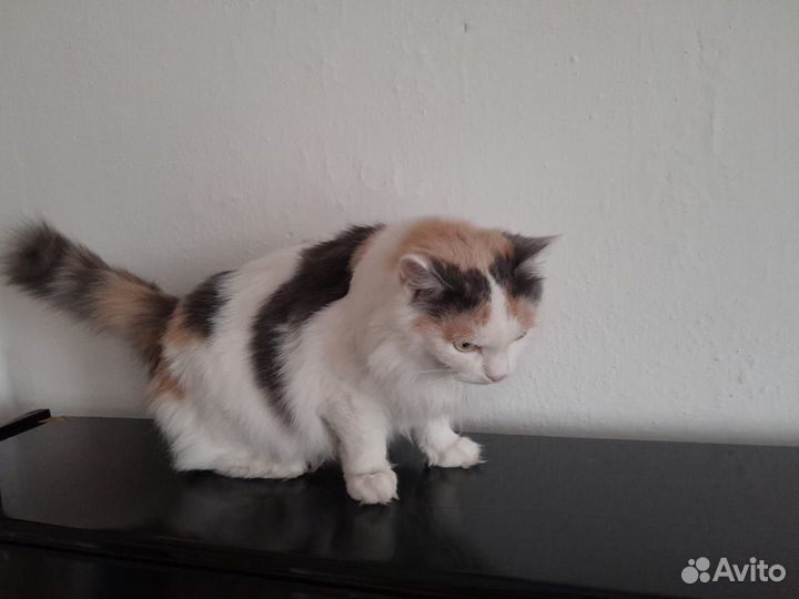 Кошка в добрые руки
