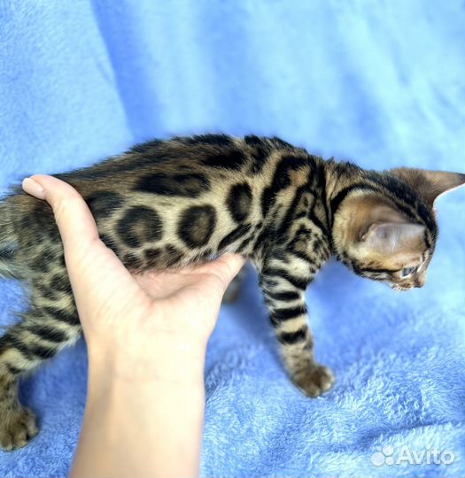 Бенгальская кошечка, бенгальские котята