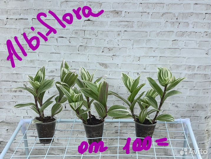 Традесканции сортовые(часть 1)