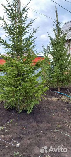 Сосны,ели,лиственица,ель голубая итд