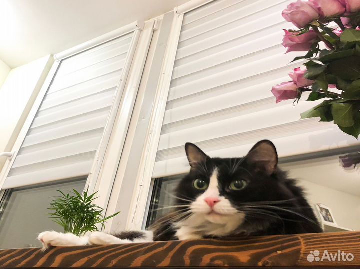 Рулонные шторы. Жалюзи