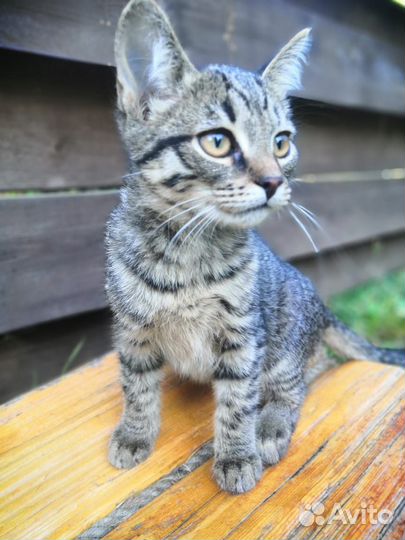 Котенок в добрые руки