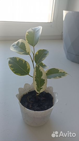 Фикус бенджамина