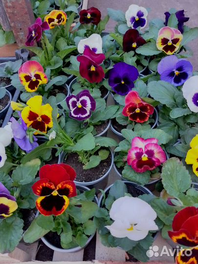 Виола цветы