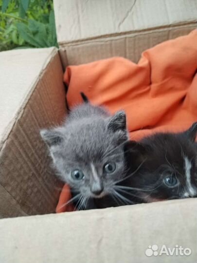 Котята в добрые руки