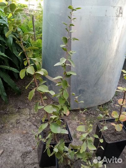 Барбарис. Спирея Голдфлейм куст