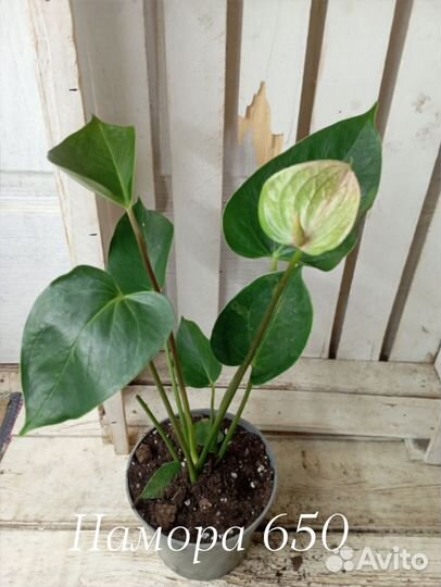 Комнатные цветы растение Антуриум Намора белый