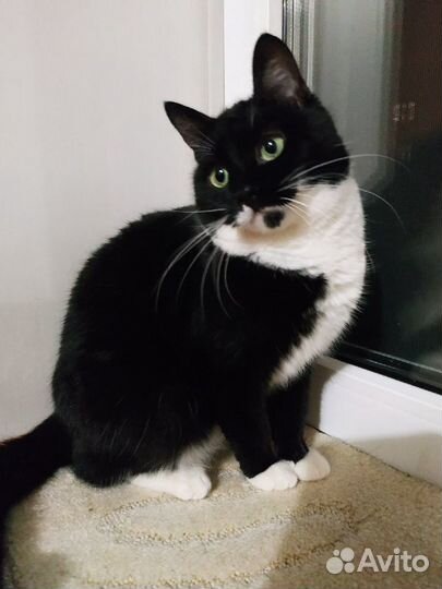 Зеленоглазая Сара ждет хозяина